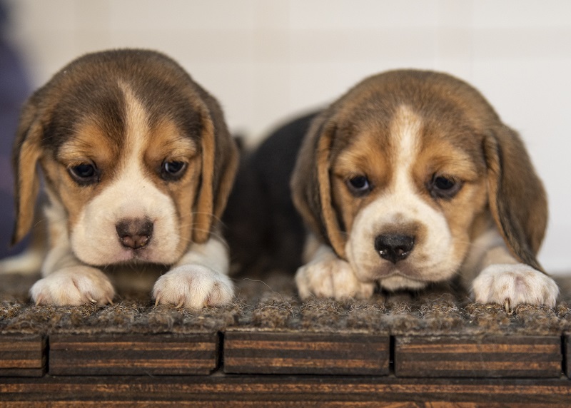 cuccioli beagle