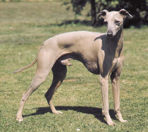 Greyhound (Levriero Inglese a Pelo Raso)