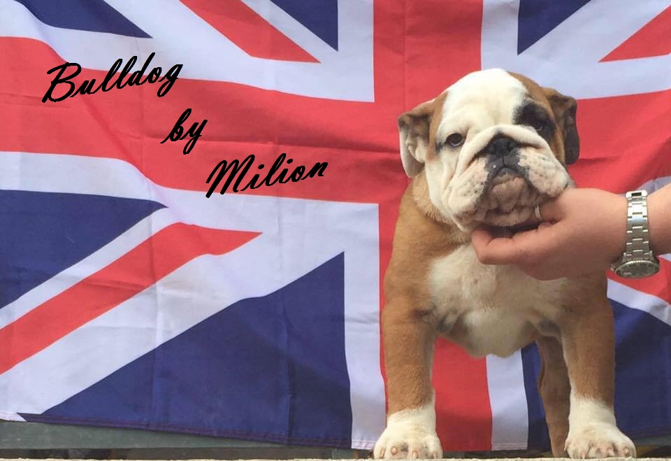Bulldog by Milion