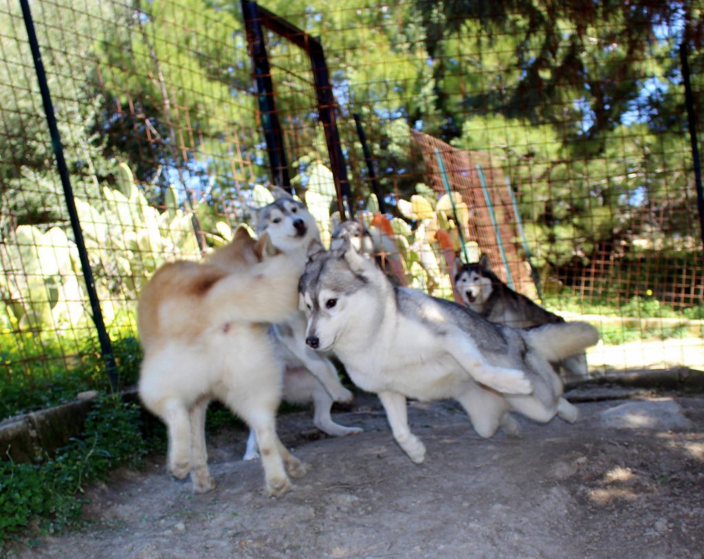 Athe's Kennel Siberians