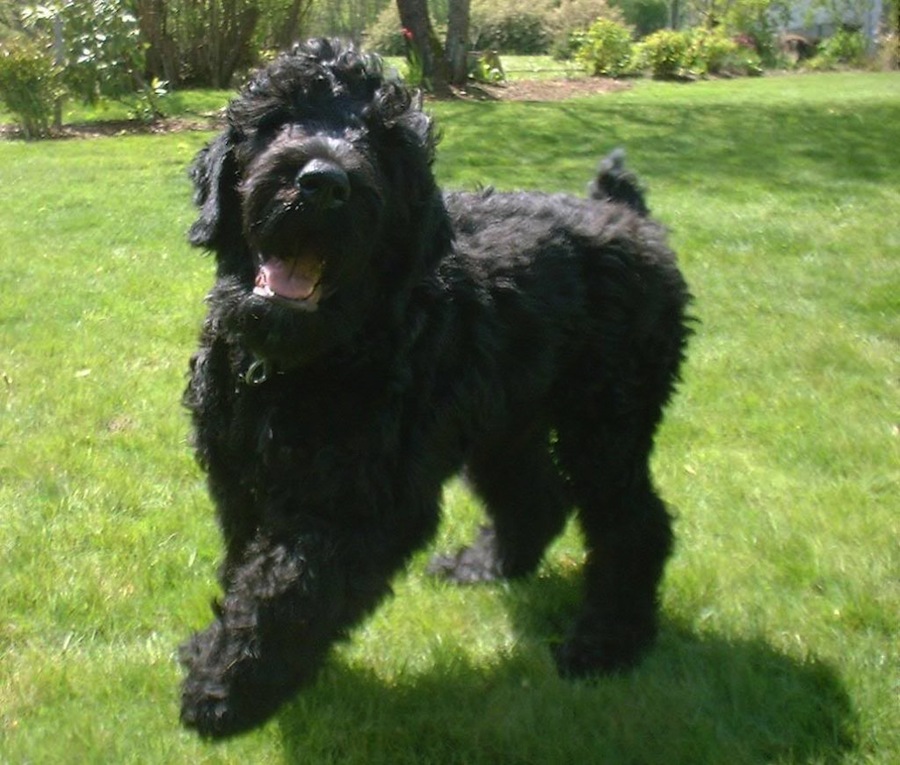 Tchiorny Terrier (Terrier Nero Russo)