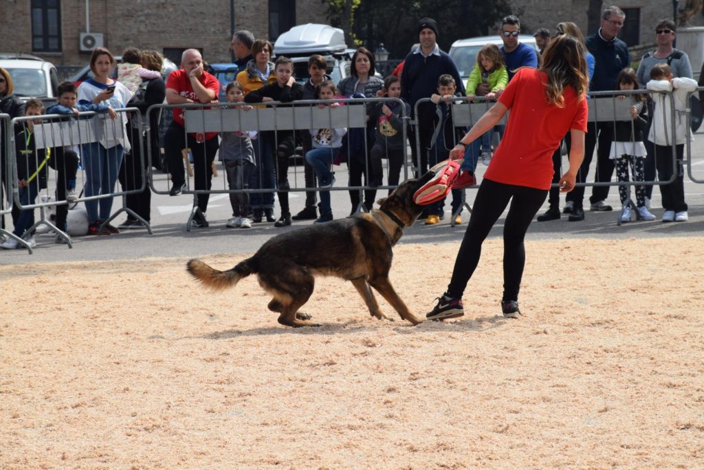 Addestramento cani - Roma Nord