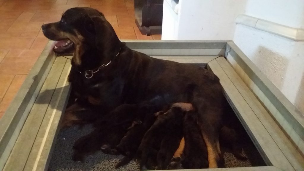 MECENATE DELL'OSTEOBORUS Allevamento Rottweiler