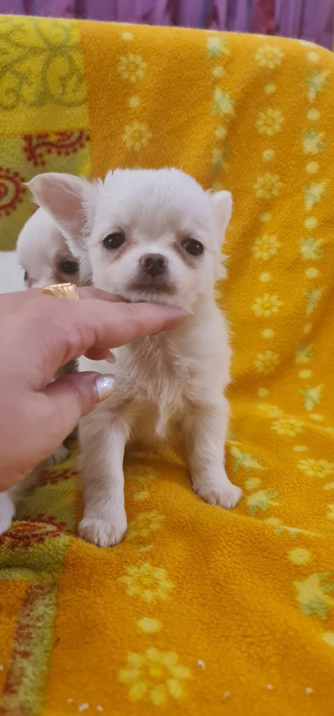 Chihuahua Pelo Lungo