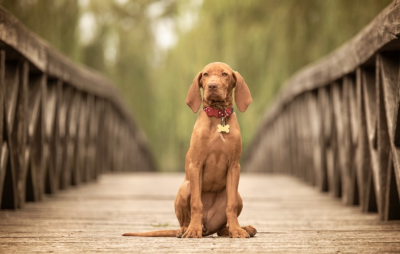 Beautiful hungarian vizsla dog on the wooden bridge