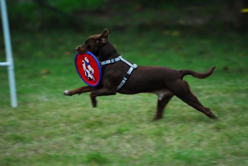 MELAMPO ADDESTRAMENTO CANI CAGLIARI