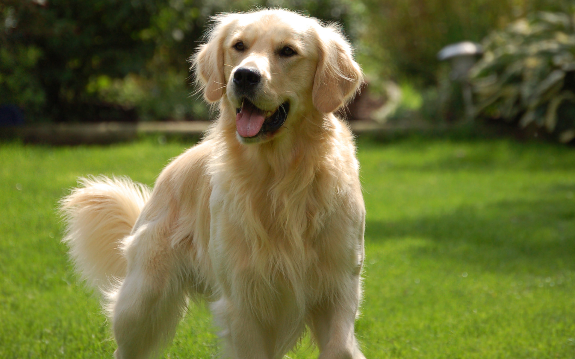 Golden Retriever - Portachiavi E Collana Con Un Cane In Una Scatola