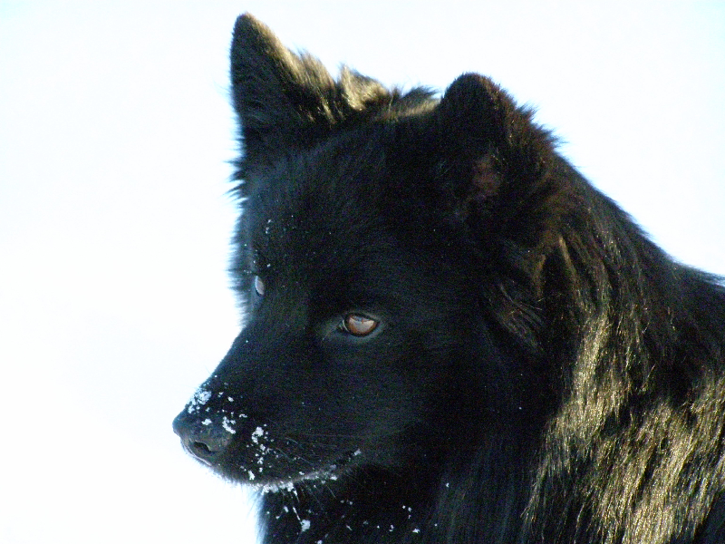 Lapphund (Lapplandska Spetz)