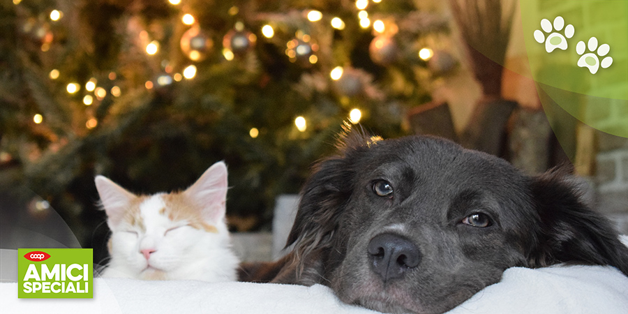 Buoni propositi dell’anno nuovo per i nostri cani e gatti