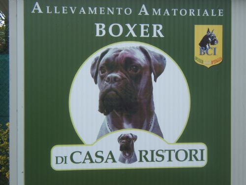 ALLEVAMENTO BOXER DI CASA RISTORI