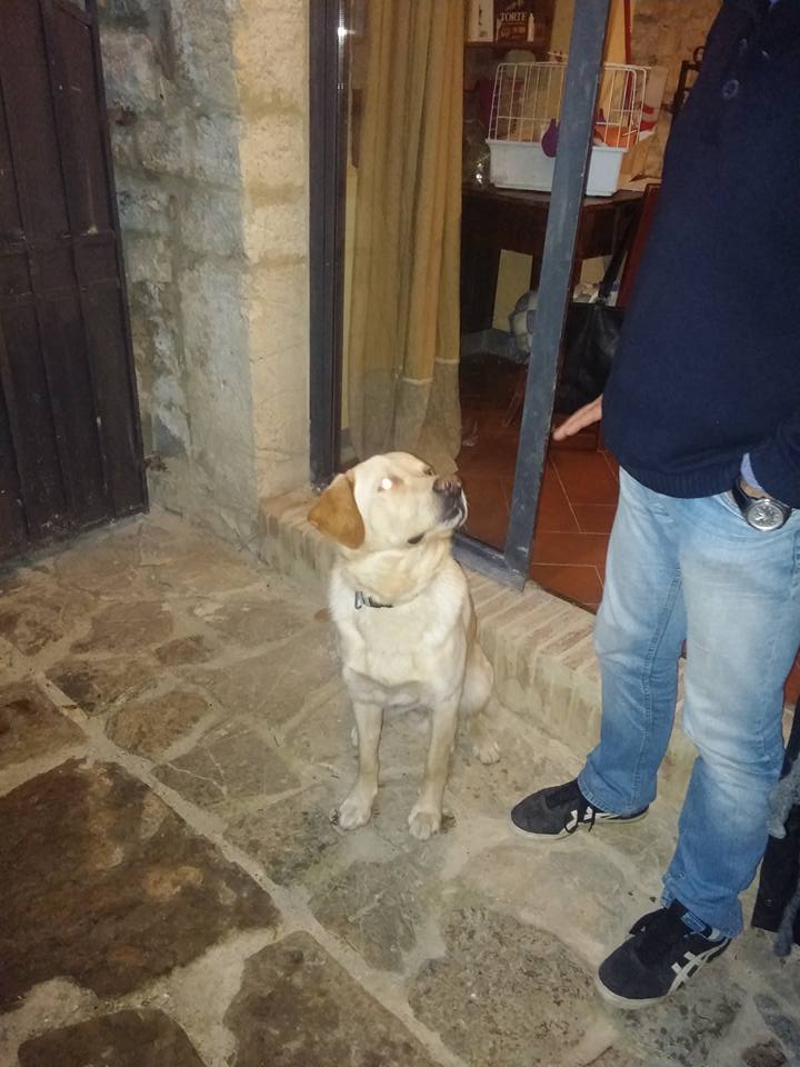 Educazione Cinofila Firenze - Benedetta Dog Trainer