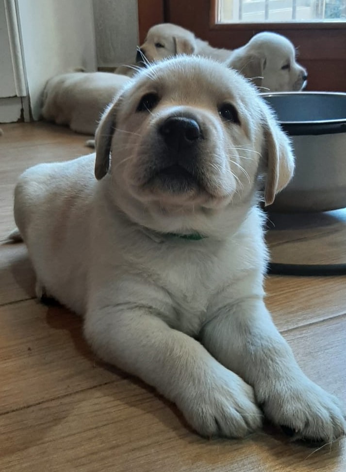 Labrador Retriever