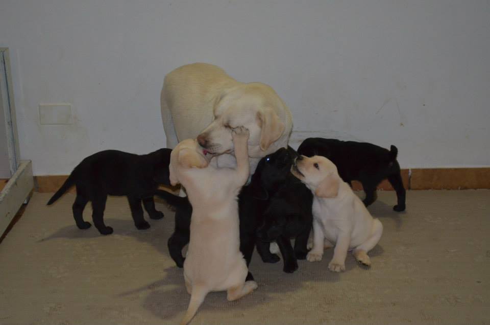 Allevamento Professionale Labrador EXPO - cUCC