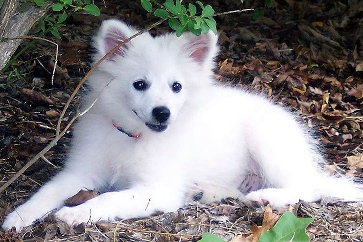 Esquimese (Eskimo Dog)