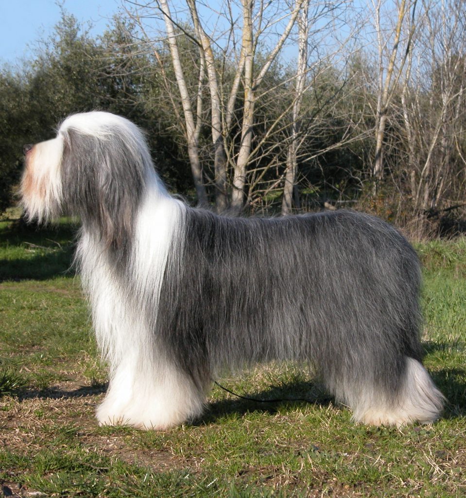 Bearded Collie (Collie Barbuto)