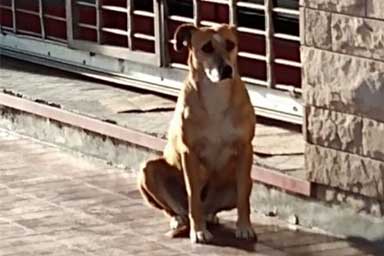 Bianca, la cagnolina che aspetta la proprietaria morta davanti al suo negozio