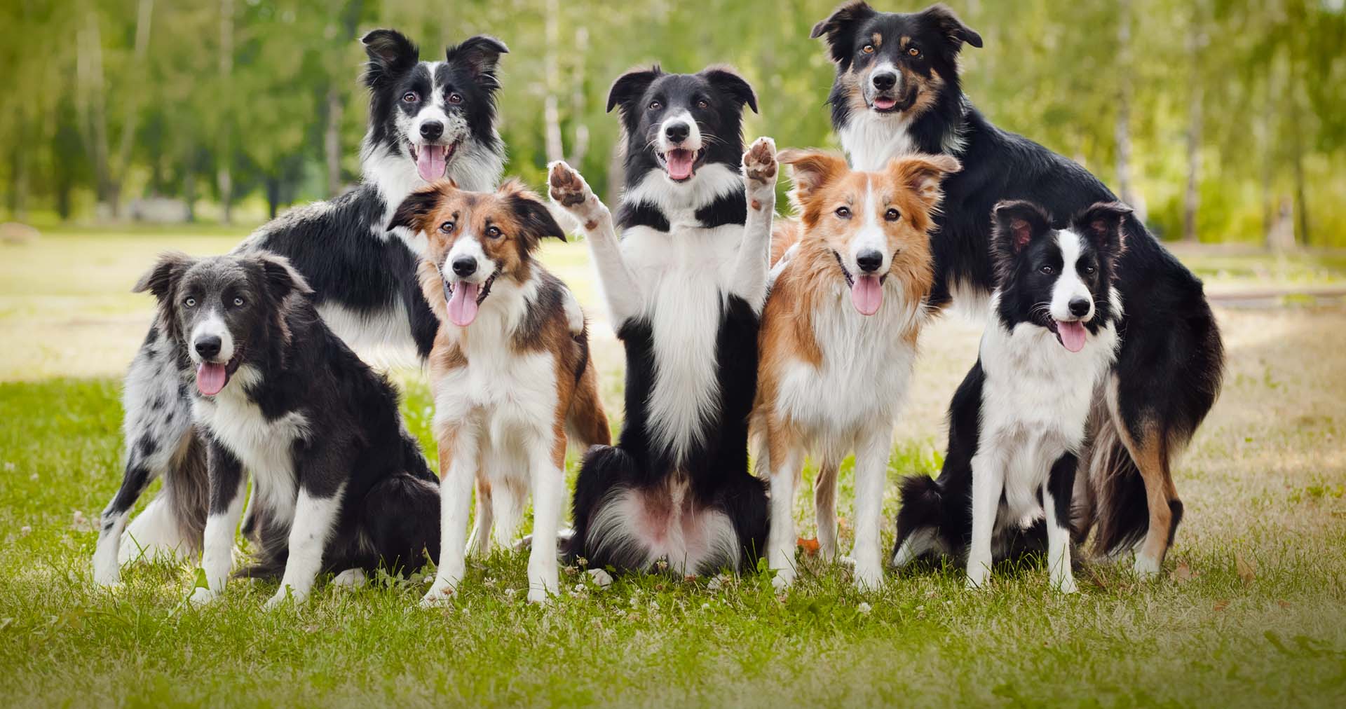 Group of happy dogs