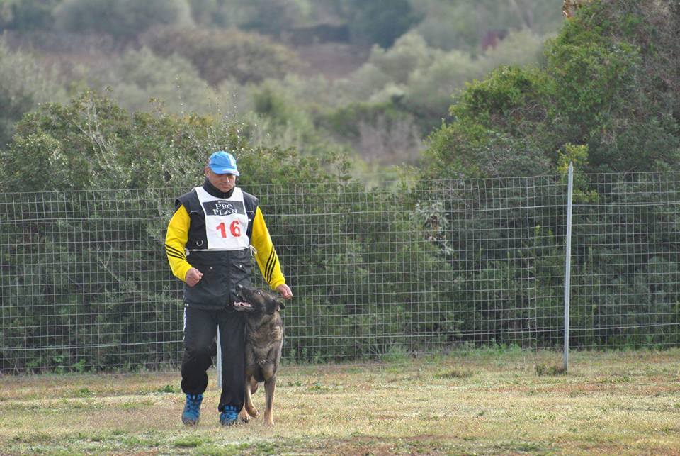 Centro di addestramento cani Sandro Meloni addestramento' allevamento