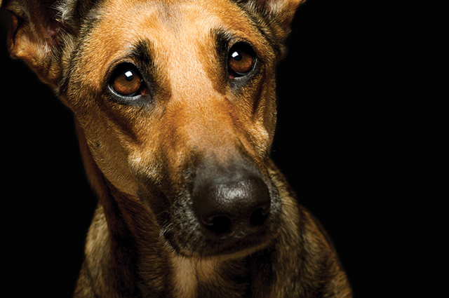 Studio close-up portrait of a dog