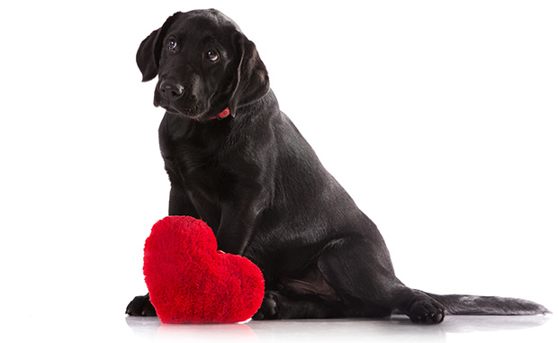 Congestive-Heart-Failure-in-Dogs