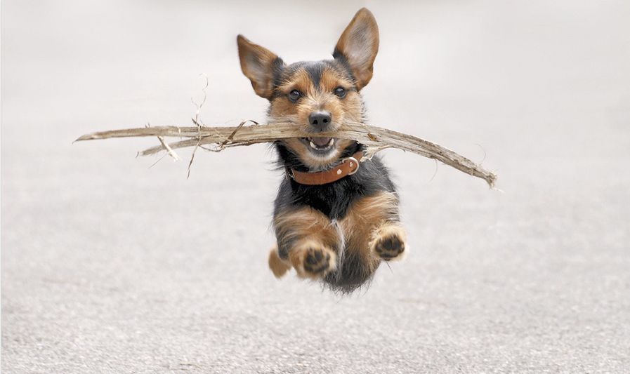 Dog-carry-stick