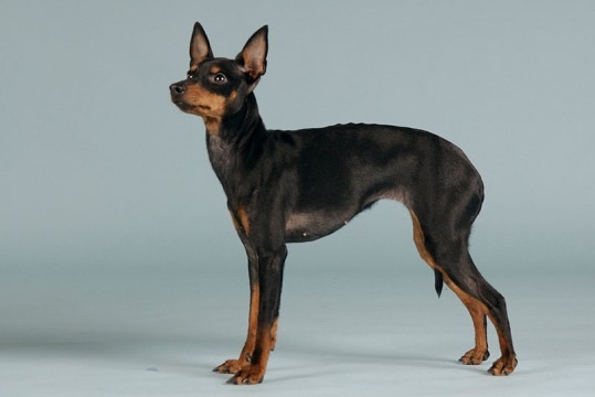 Piccolo Terrier Inglese (Black and Tan Toy Terrier)
