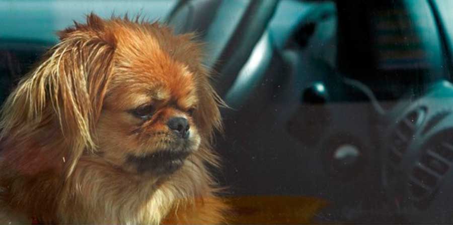 Abbandona i suoi due cani in auto al sole: divieto a vita di accudire altri animali