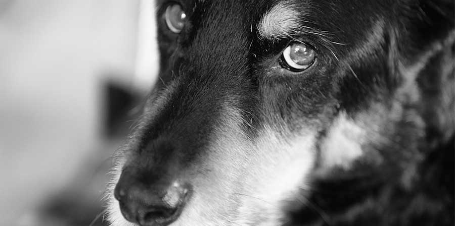 Cane viene abbandonato con biglietto al collo: “Non sono stato bravo”