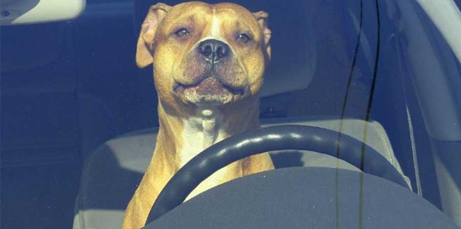 Lo studio: “Non solo in estate, anche in inverno è pericoloso lasciare i cani in auto”