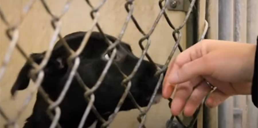 Coppia spende 55 mila dollari per dare una casa a un gruppo di cani anziani