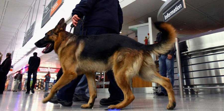 Covid-19, arrivano gli “sniffer dogs” negli aeroporti di Dubai e Abu Dhabi