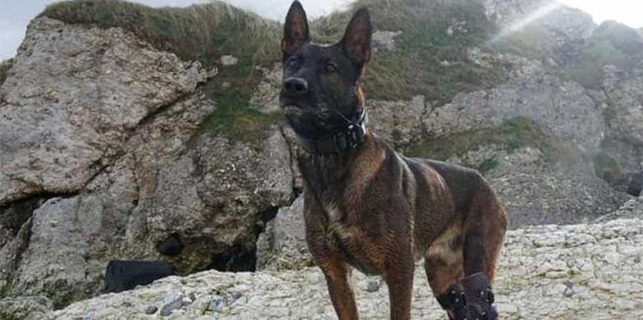 Rimase ferito nella lotta contro Al Qaeda, medaglia d'onore al cane Kuno
