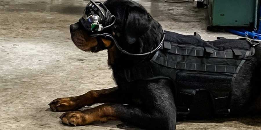 Occhiali speciali per i cani soldato americani
