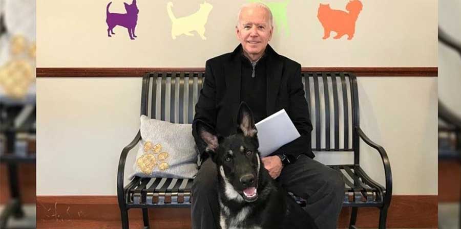 Con Biden tornano i cani alla Casa Bianca, uno è un trovatello