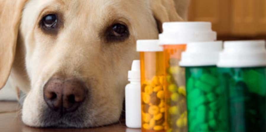 Svolta in veterinaria: via libera ai farmaci equivalenti economici