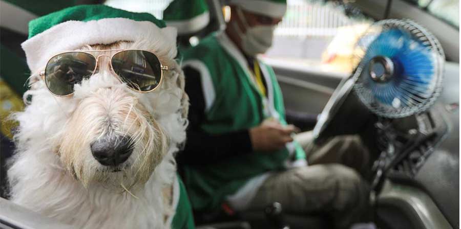 Coronel, il cane tassista che accompagna i passeggeri in giro per Bogotà
