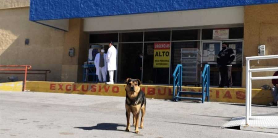 Covito, il cane che ha aspettato il suo proprietario per giorni davanti all'ospedale