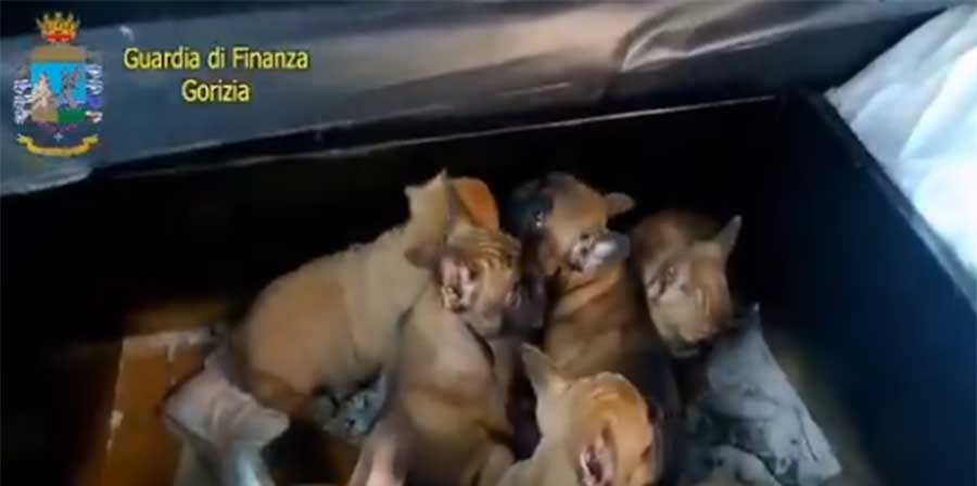 Traffico di cuccioli, salvati 220 esemplari nascosti in scatole di cartone