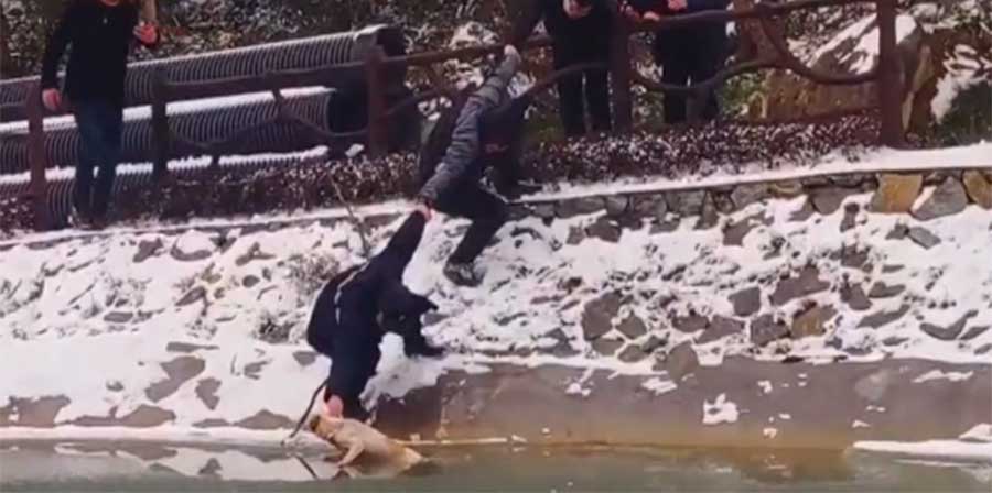 Cane caduto in un lago ghiacciato salvato da una catena umana