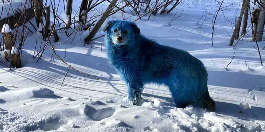 Cani blu a spasso tra la neve: mistero in Russia
