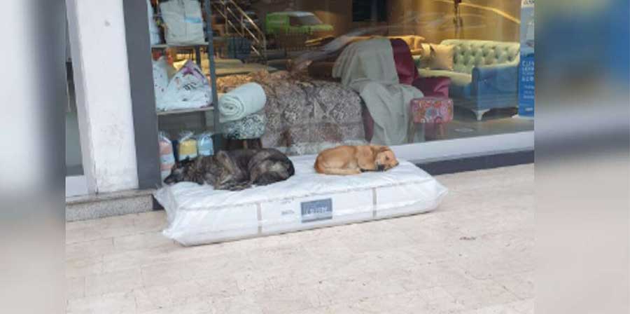 Un materasso per i cani randagi: il generoso dono di un negozio turco
