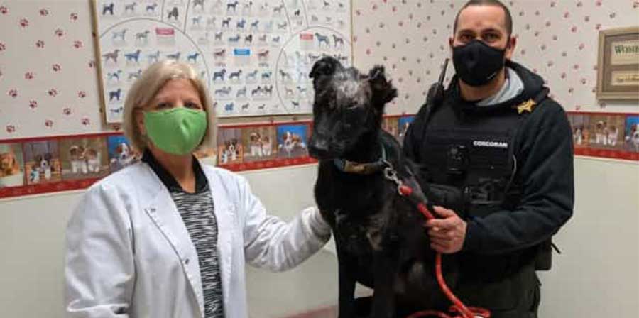 Da maltrattato a cane da Pet therapy: la rinascita di Romee