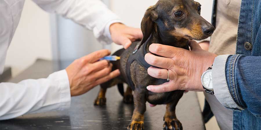 Covid, dalla Russia arriva il vaccino per cani e gatti