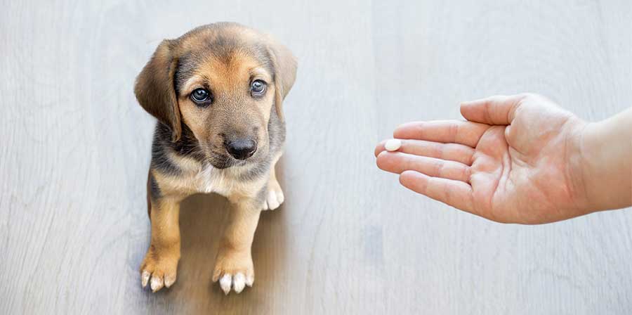Animali domestici curati con farmaci ad uso umano: firmato il decreto