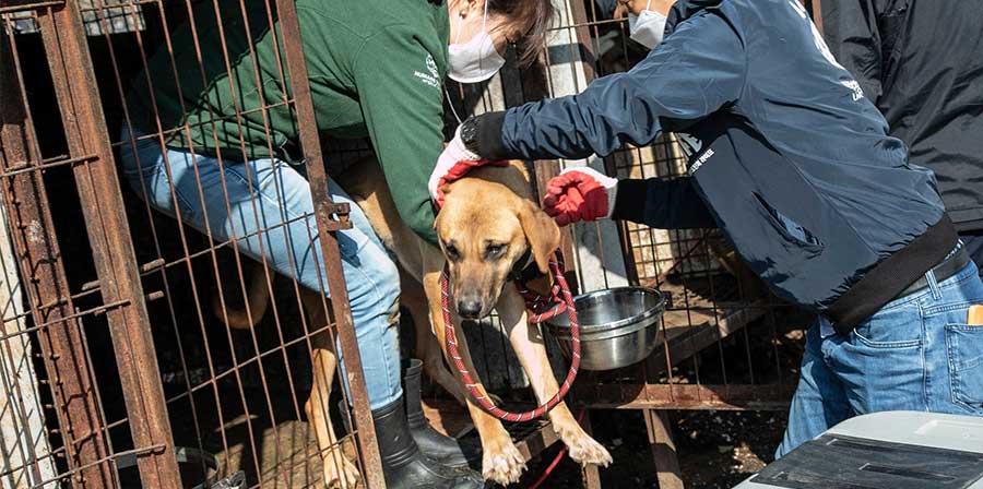 Erano stati abbandonati in un ex macello illegale: salvati 50 cani