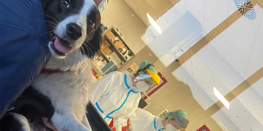 Fa visita al proprietario in terapia intensiva Covid: il cane Chicca “farmaco speciale”