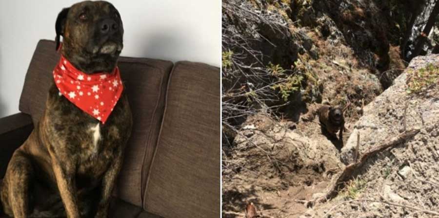 Cade in un dirupo di 30 metri: cane salvato da due agenti