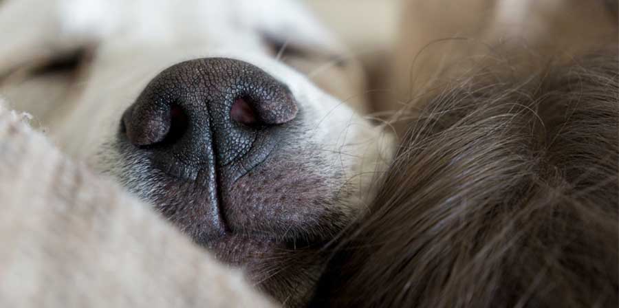 Cani e bambini, dormire insieme migliora il sonno. Lo rivela uno studio