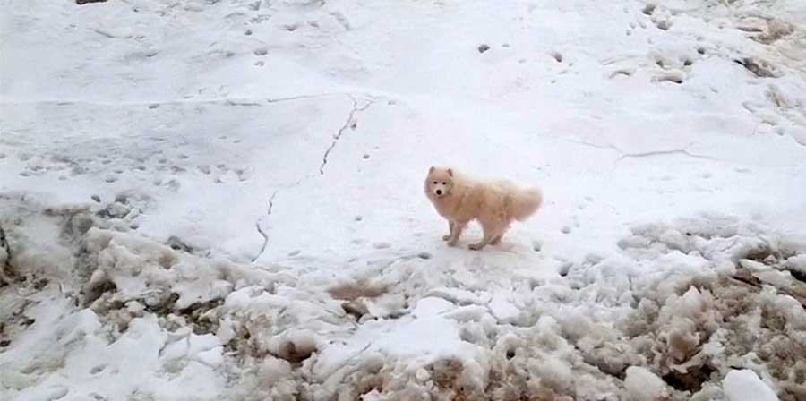 Cane intrappolato nel ghiacciaio artico: salvato dai marinai russi