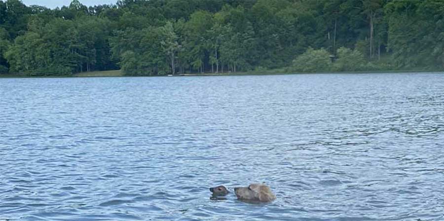 Un cerbiatto sta affogando nel lago, un cane lo salva